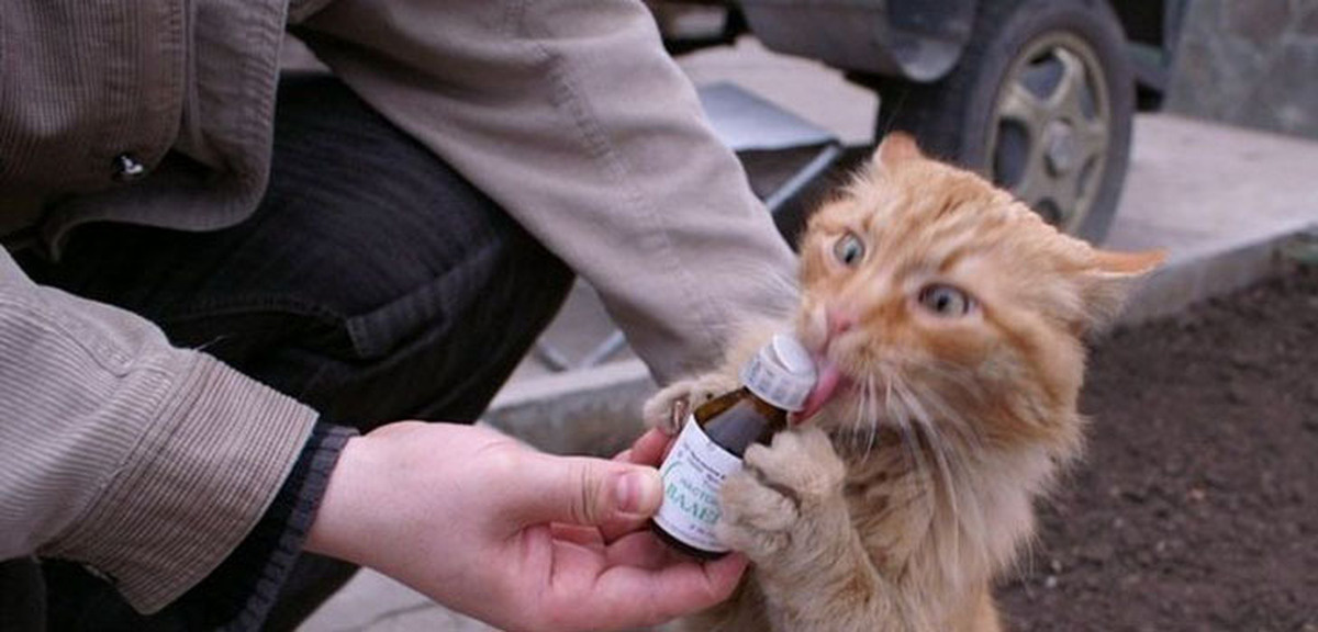 Фотография из интернета