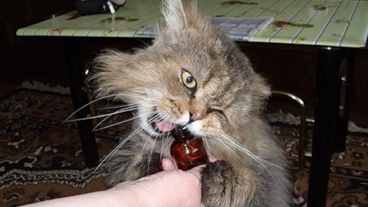 Фотография из интернета