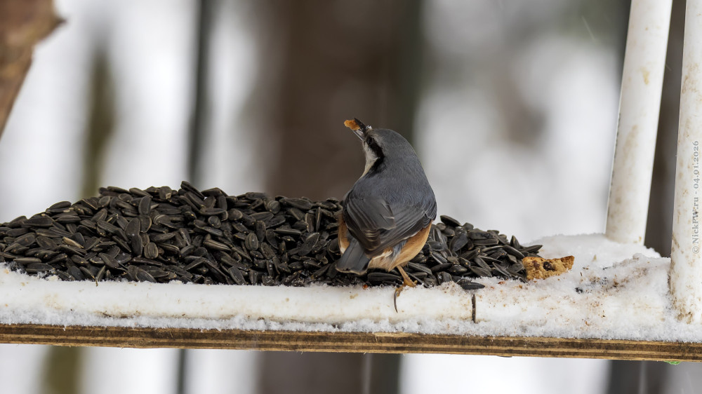 1. Поползень на кормушке © NickFW.ru — 04.01.2026г.