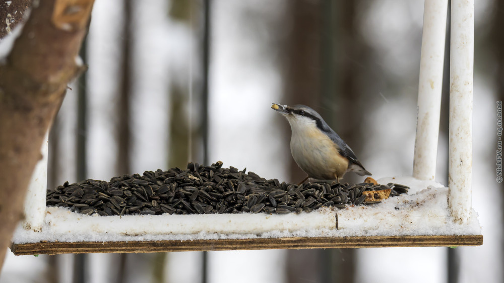 2. Поползень на кормушке © NickFW.ru — 04.01.2026г.