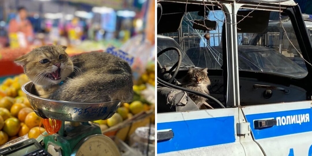 17 фотографий, которые доказывают, что коты способны проникнуть куда угодно