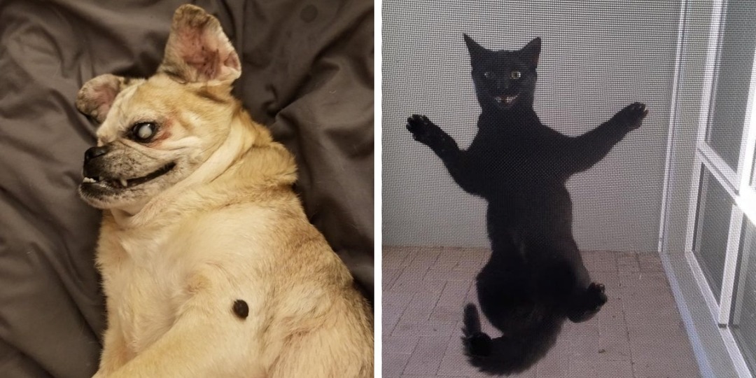 15 котов и собак, которые корчат такие мордашки, что становится понятно: они собрались пугать, а не умилять