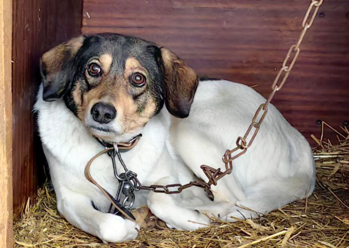 Первые дни в приюте
