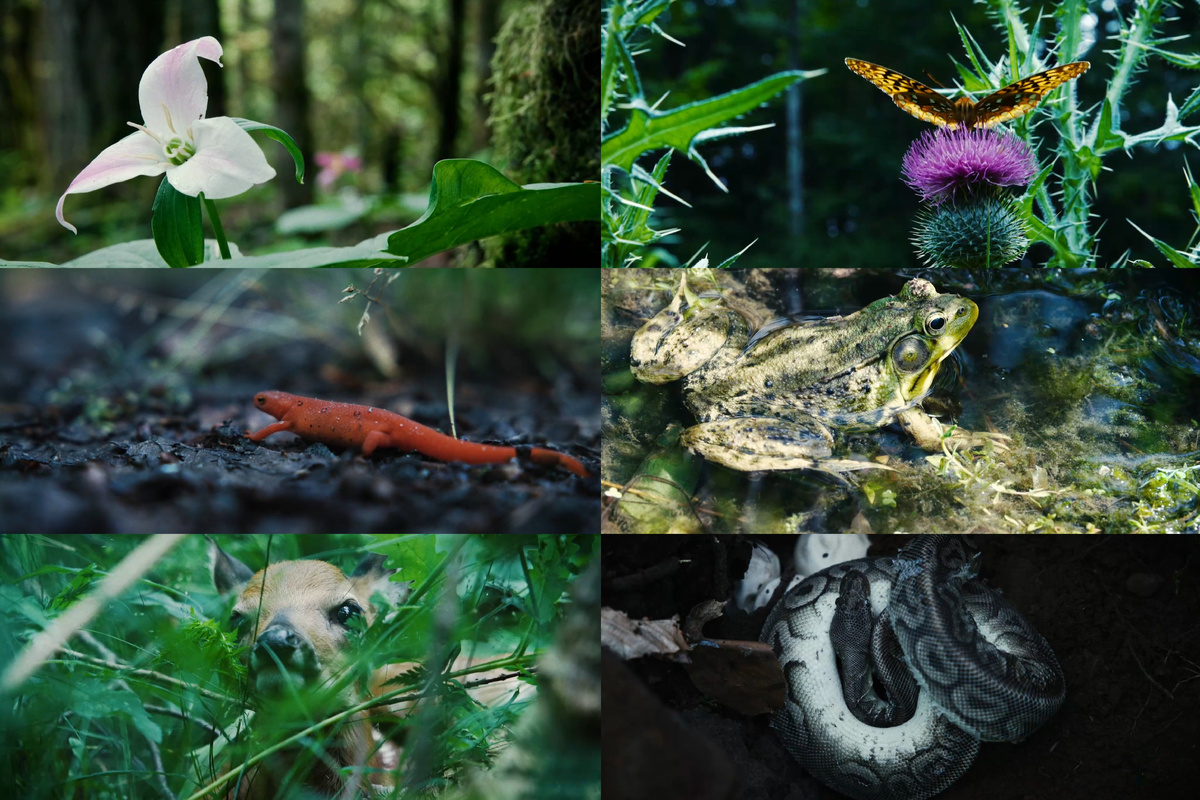 Кадры из фильма Мать мух / коллаж ViGora