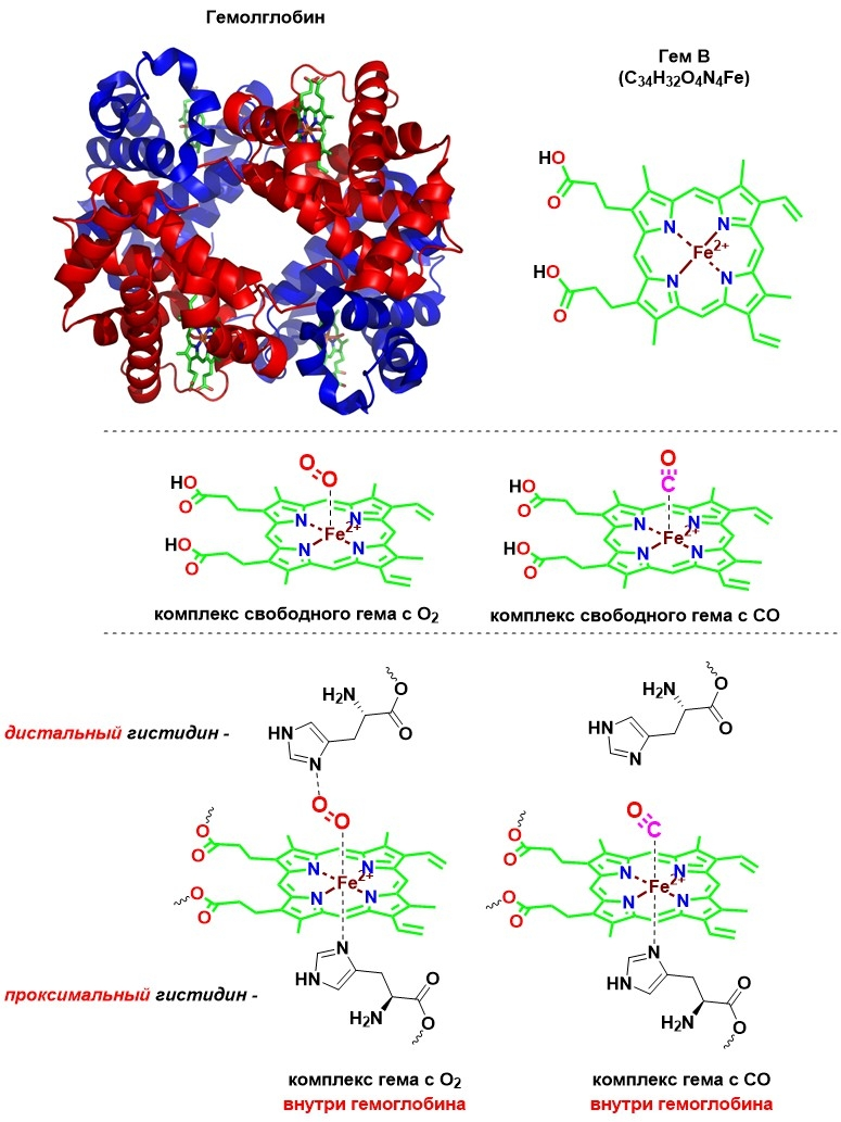 Строение гемоглобина и взаимодействие гема b с O₂ и CO.