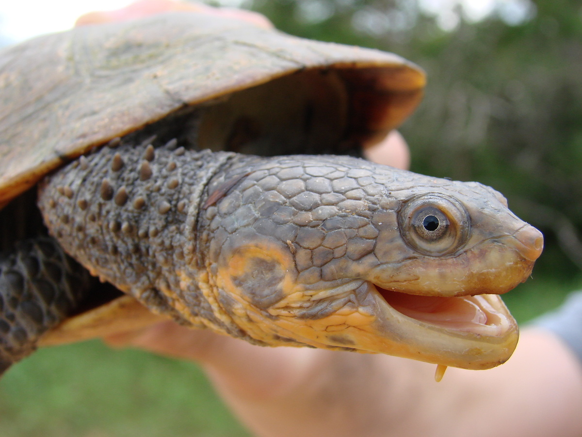 Тот самый взгляд, перед которым невозможно устоять. Знакомьтесь, Batrachemys tuberculatus!