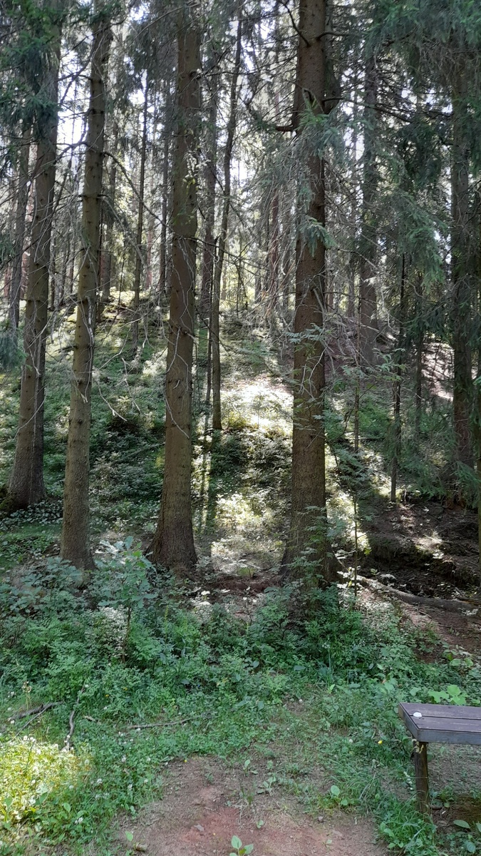 Лес, освещённый солнцем