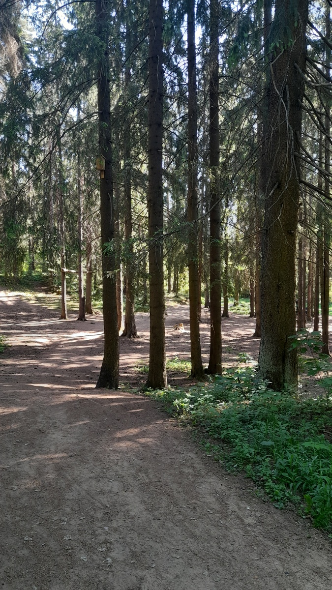 Лесные дороги, перекрёсток