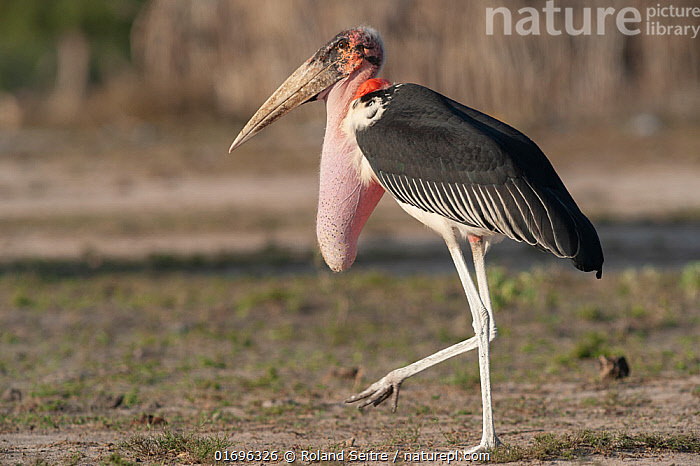 Знакомьтесь — марабу.