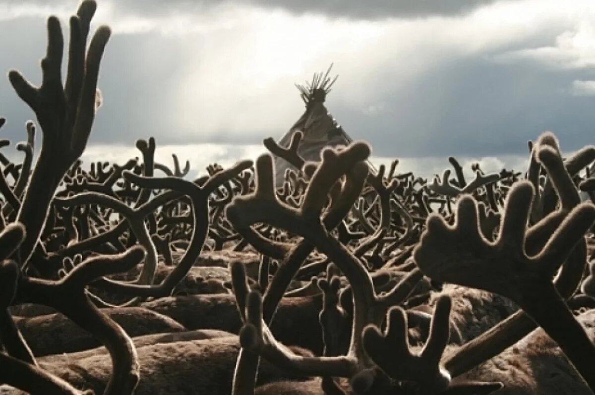    В Лабытнанги создали БАД на основе пантов северного оленя