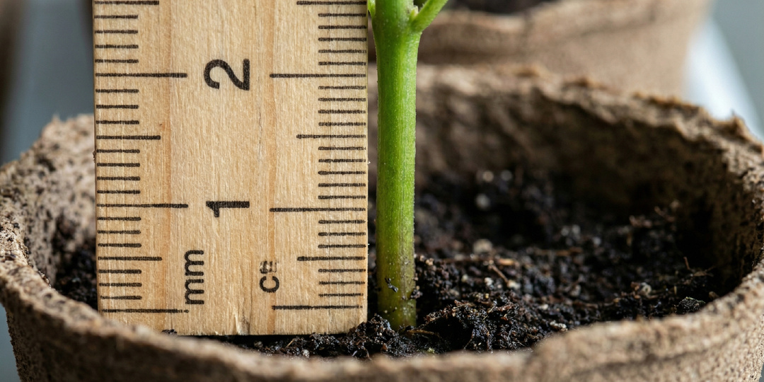 Чем подкормить рассаду, чтобы стебли были толстые