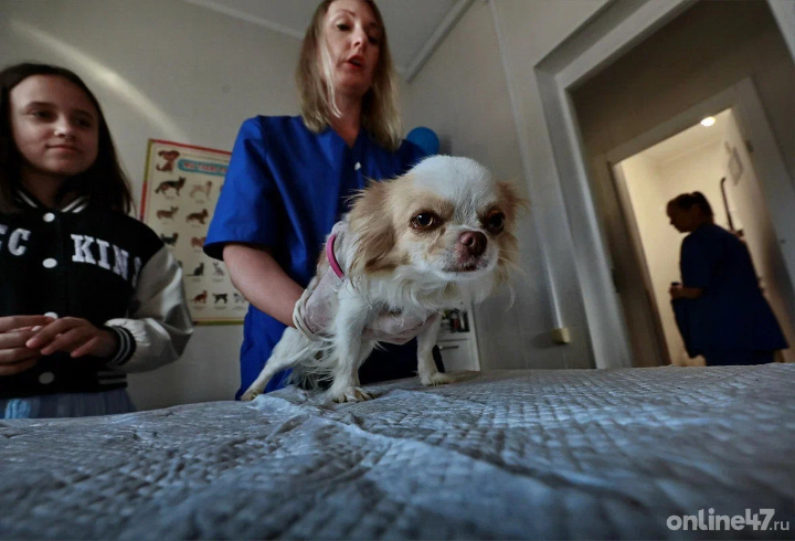 фото: Валентин Илюшин/Online47