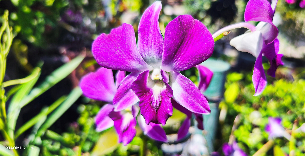 Орхидея таиландская.