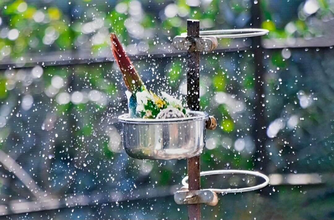 Купание - отличный способ почувствовать себя обновлённым