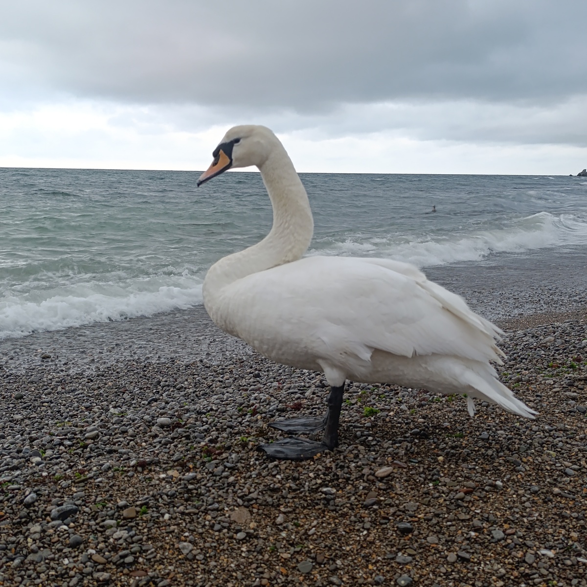В смысле, мне нельзя булку?!