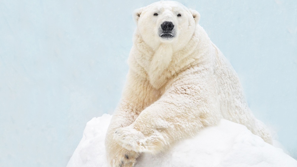     Фото: evaurban/Shutterstock/FOTODOM