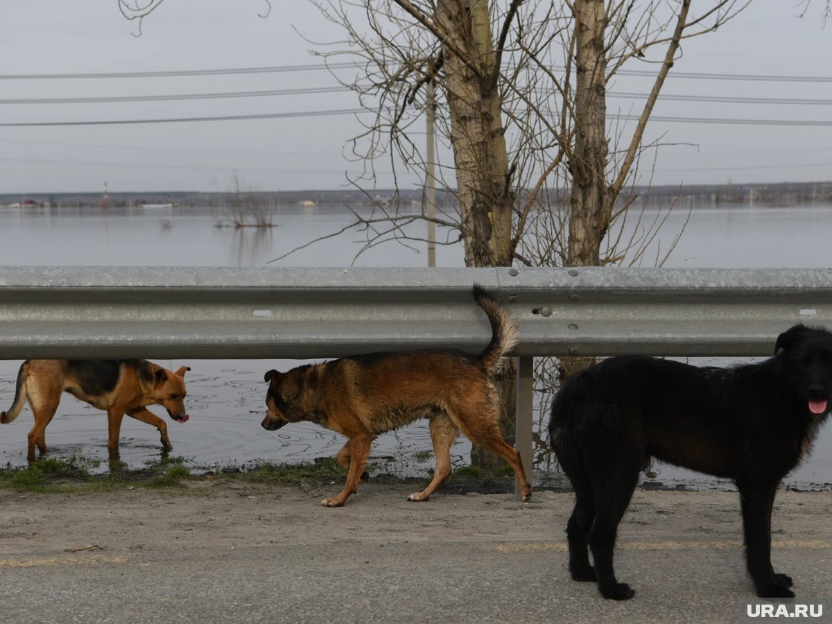     Курганский депутат призвал усыплять бездомных собак