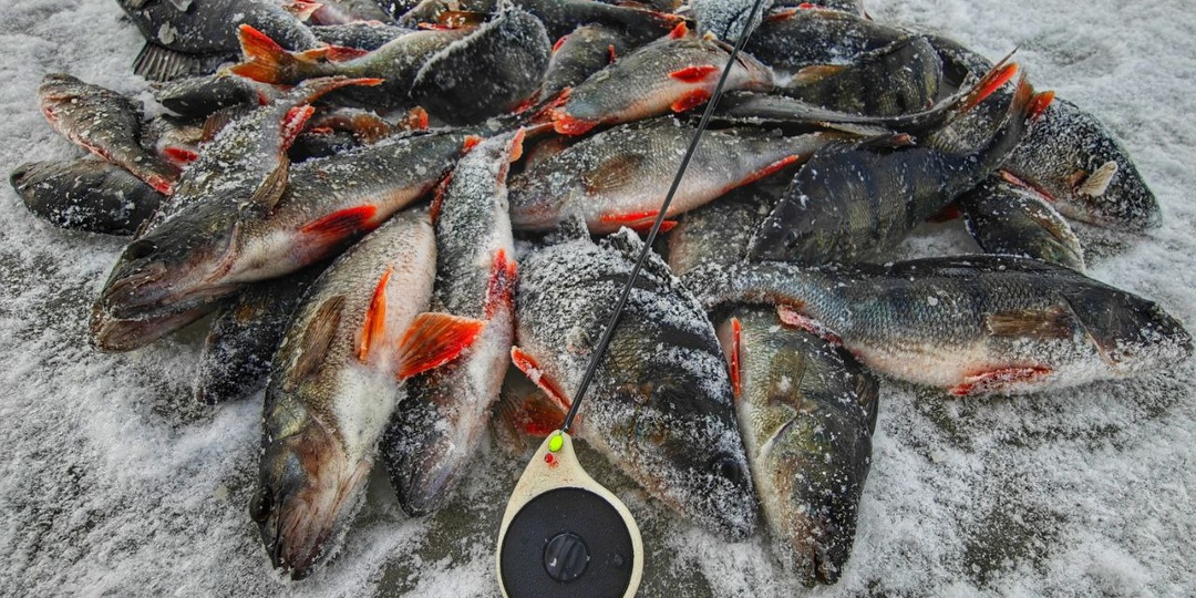 Окуневые сюрпризы Ладоги