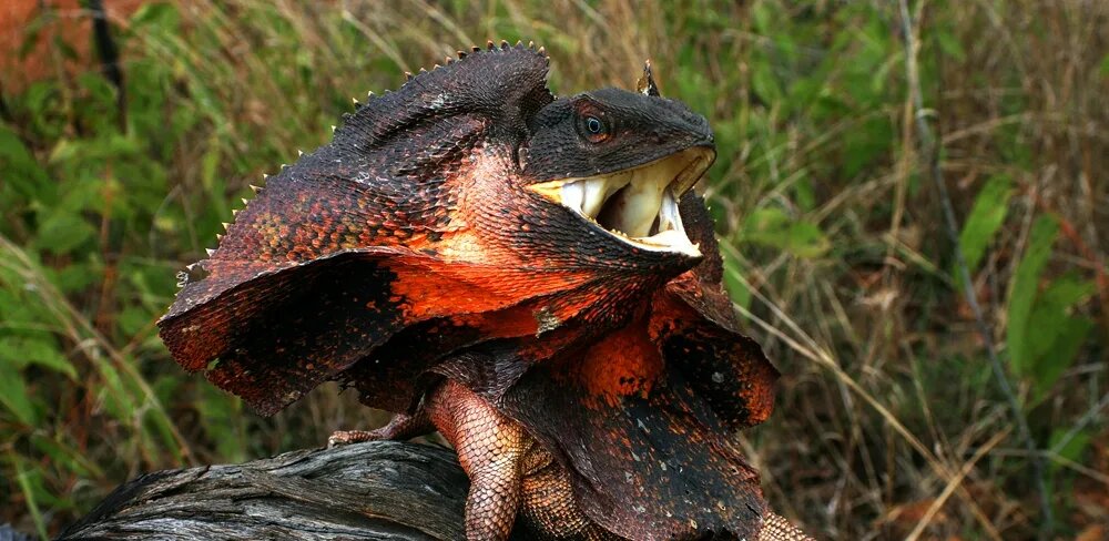 Плащеносная ящерица: австралийский «дракон» с воротником