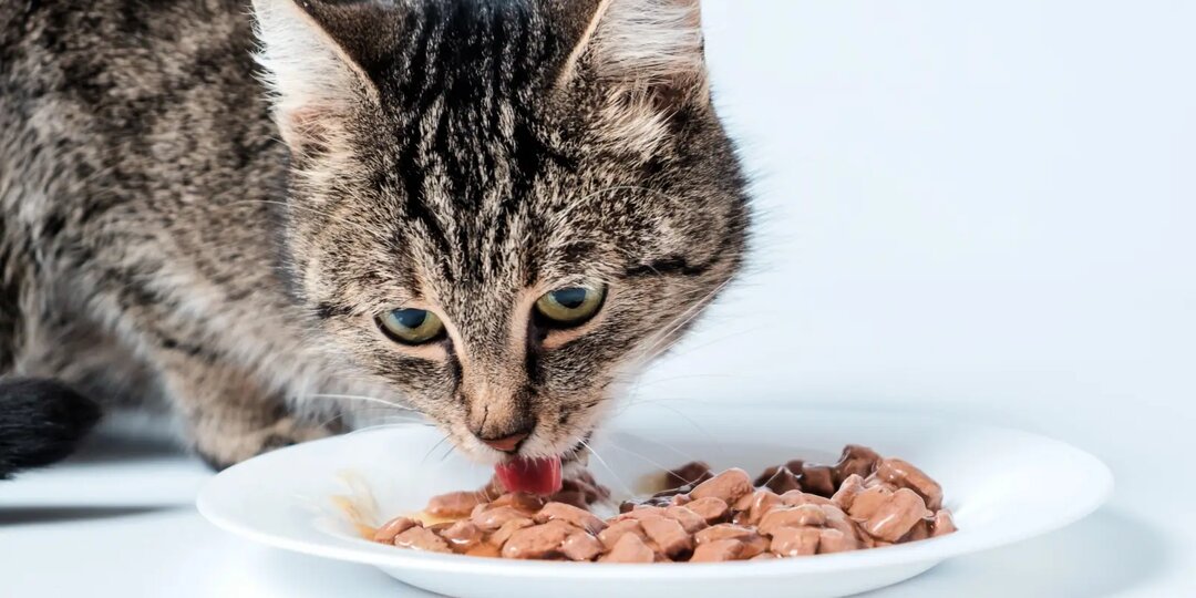 Сухой или влажный корм для кошки: вот что показали исследования