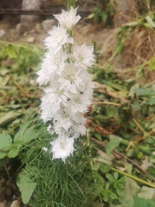 Мой честно выращенный дельфиниум, который и пол-лета не прожил