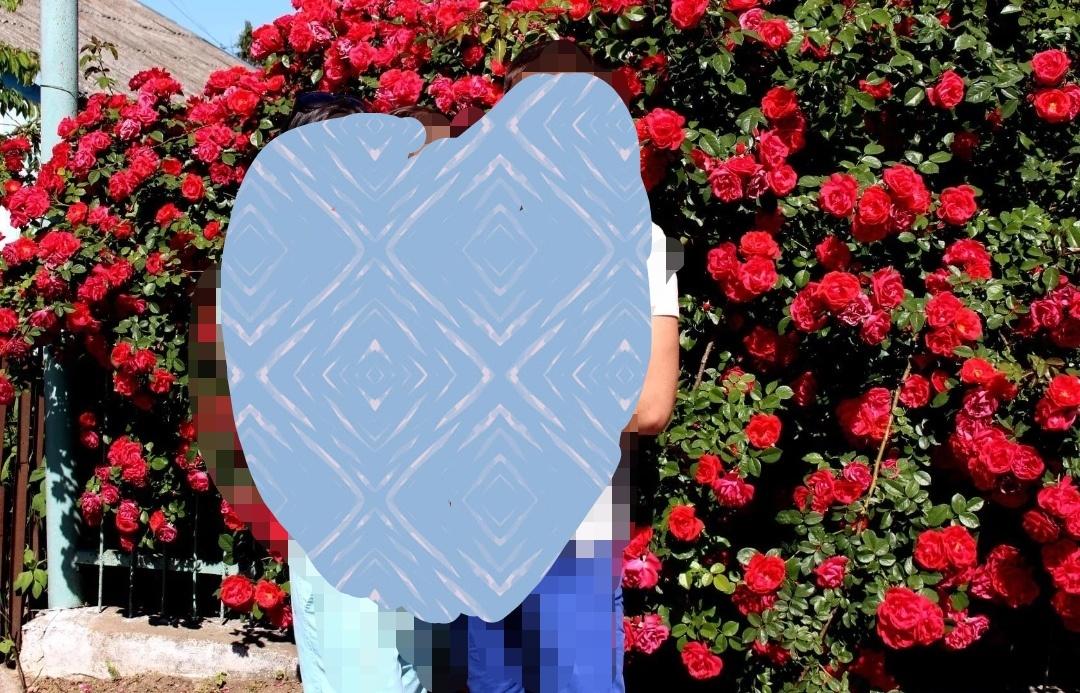 Мамина роза без полива 