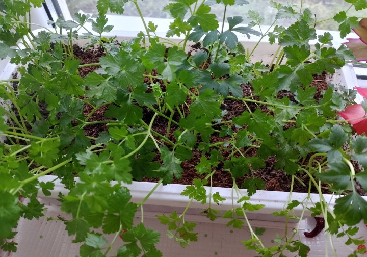 Фото автора. Петрушка на подоконнике зимой 2024-2025 г