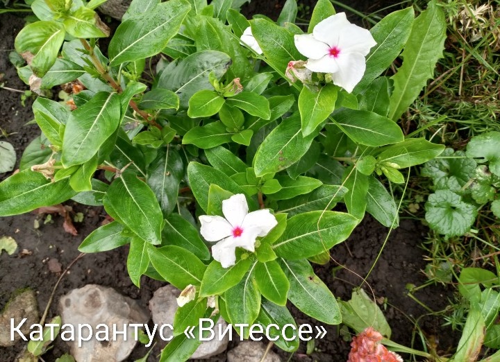 Фото автора. Сентябрь 2025г