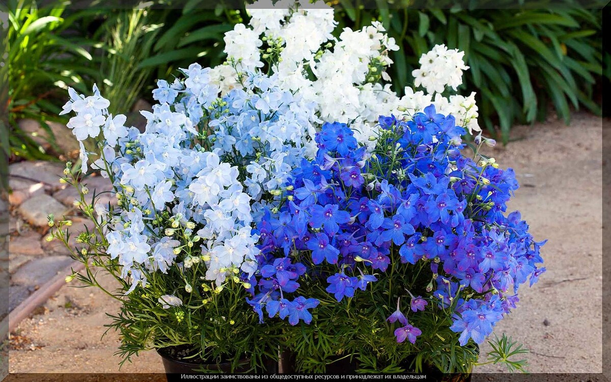 https://vk.com/photo-159774511_457275498. Дельфиниум китайский