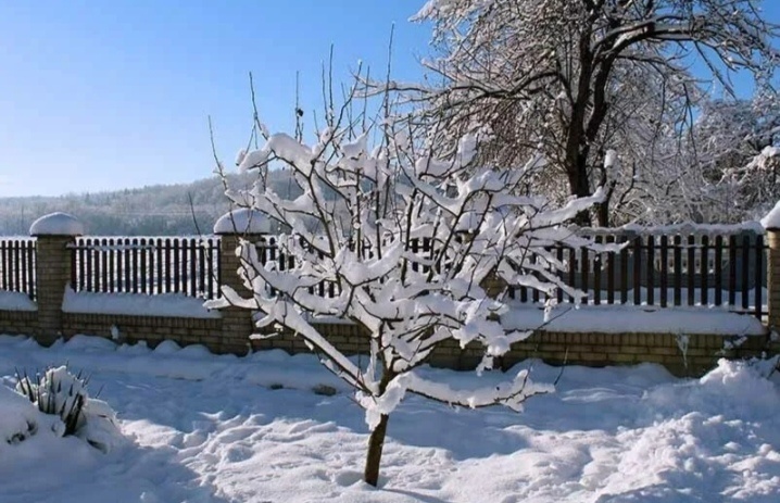 Фото из интернета.