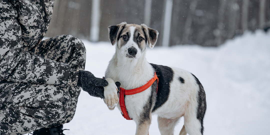 Щенок из приюта ищет дом и семью!