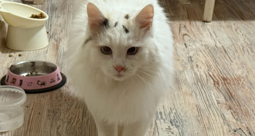    Фото newtambov.ru