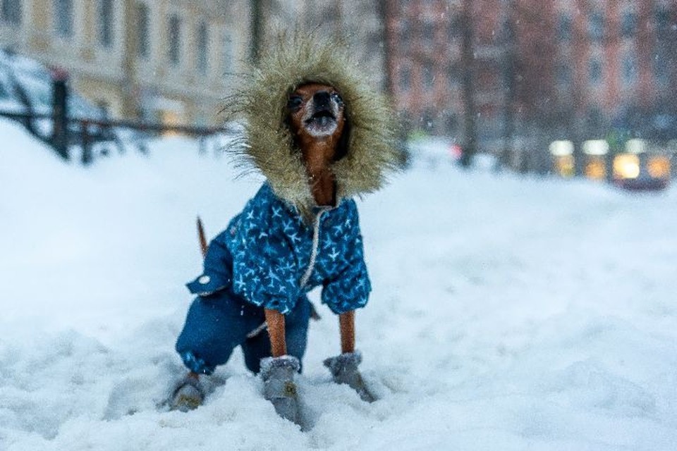    Жалобы на неправильный выгул домашних животных нужно направлять в Службу ветеринарии Ивановской области. Олег ЗОЛОТО