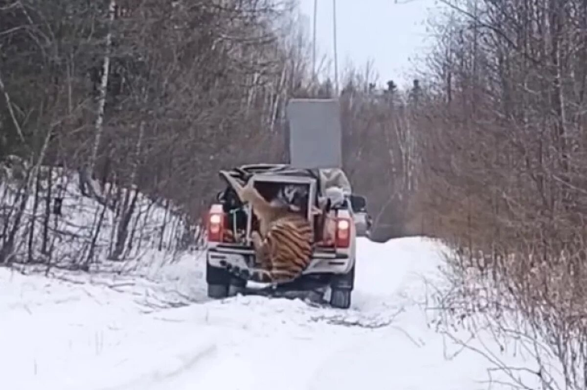    В Хабаровском крае амурский тигр вновь обрёл свободу, но не по плану