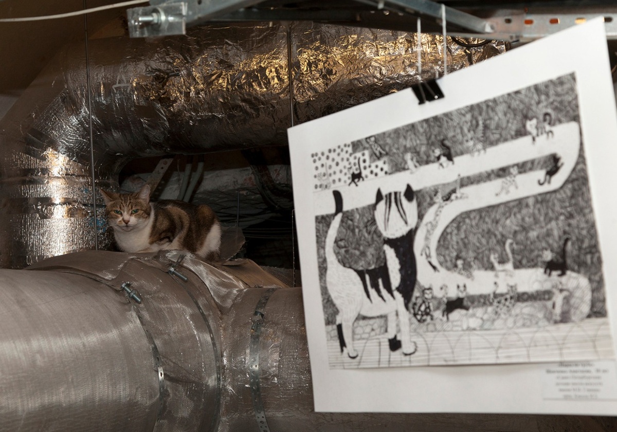 эрмитажные котики