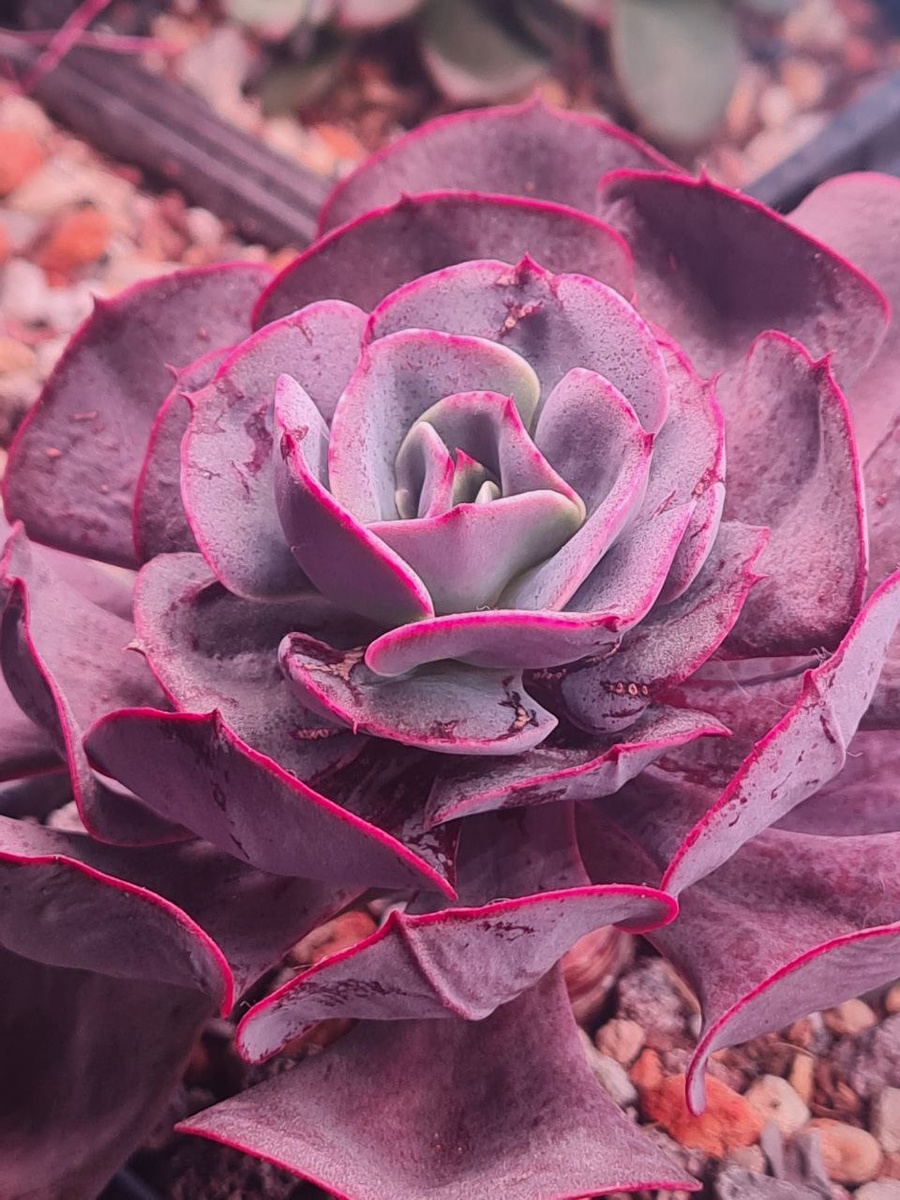 Мельчание розетки, эхеверия Мюсли. Sunny kid | Succulent