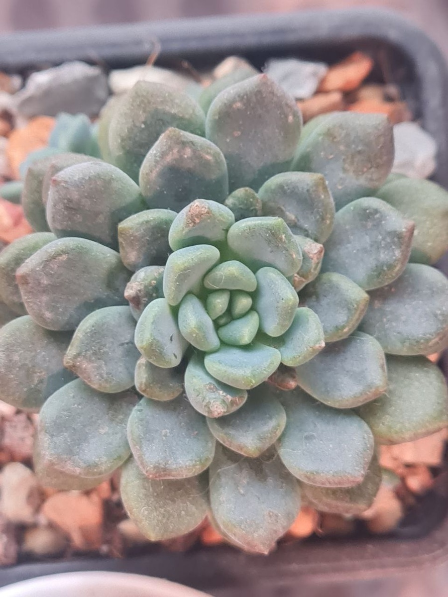 Эхеверия Амоена, условия ей подходили, но внешний фактор (паутинный клещ) ослабил ее. Sunny kid | Succulent