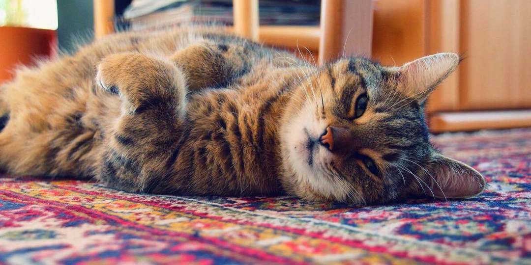 Игнорирует того кто кормит - идёт к тому кто равнодушен, это парадокс кошачьей логики