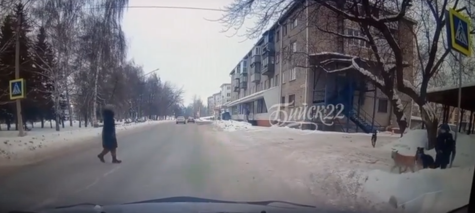    Собаки пытались напасть на ребенка в Бийске. Источник: "Бийск 22"