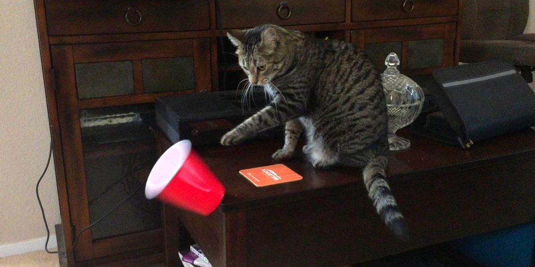 Сбрасывает стакан со стола и смотрит в глаза - не месть, а научный эксперимент над вами