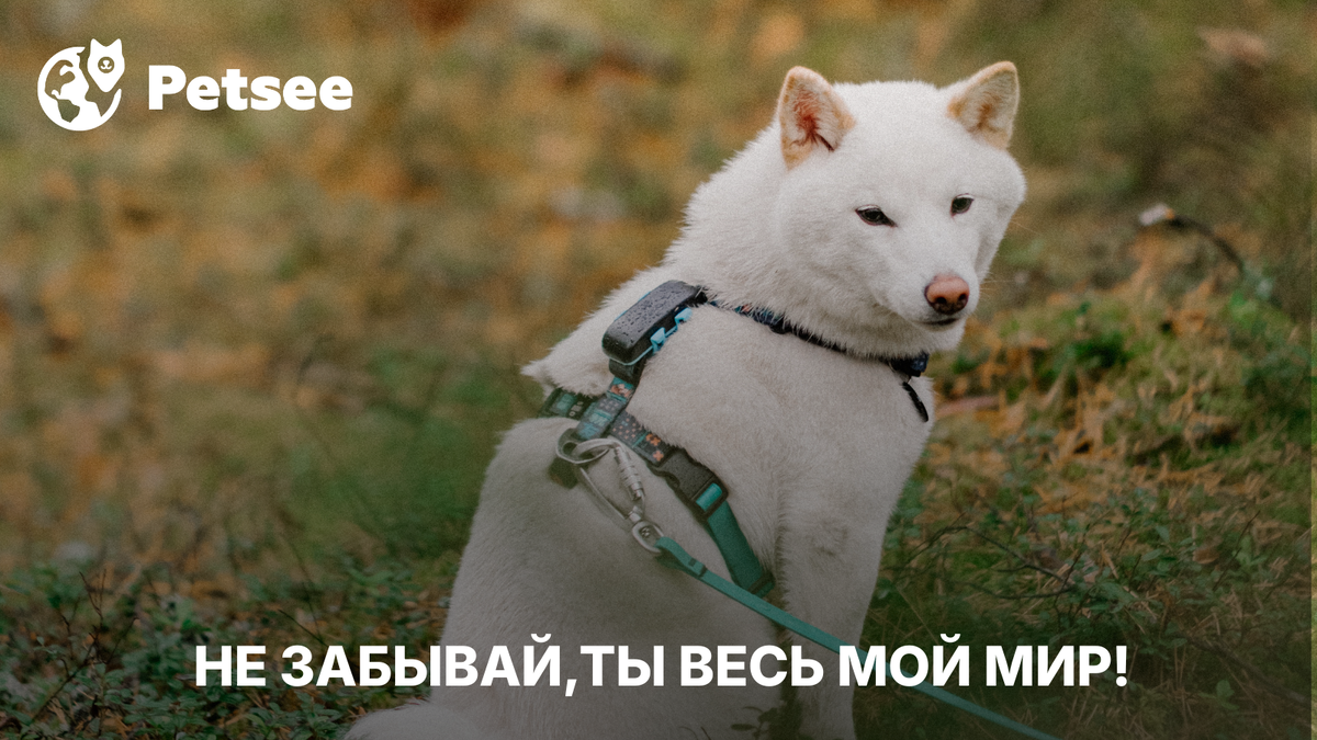 Что на самом деле чувствует собака, когда её отдают чужим людям…