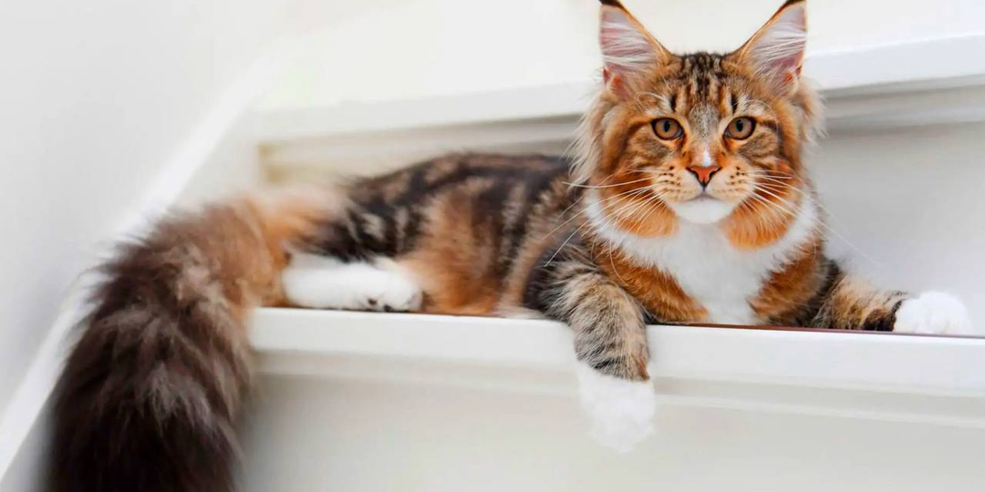 Породистые кошки на пристройке. Статистика, которую скрывают заводчики