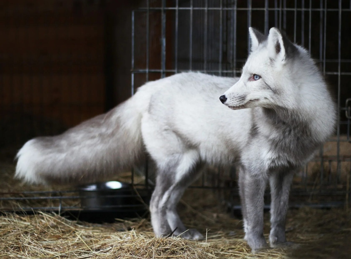 Лиса серебрянка. Фото с интернет.