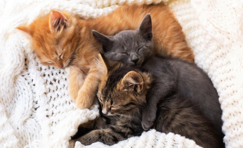 Без кота жизнь не та! Думаю, многие согласны с этим