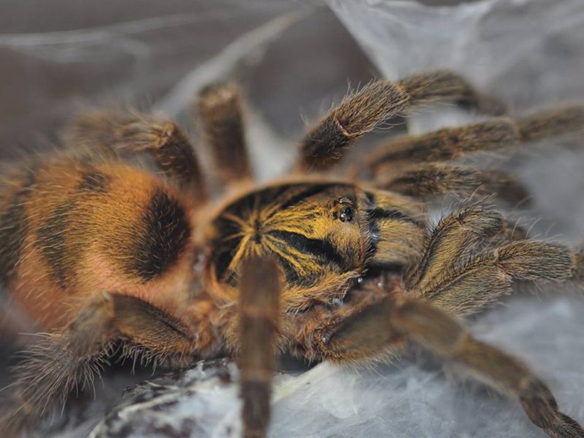 "Не смотри что я мал, дать сдачи все равно могу!"