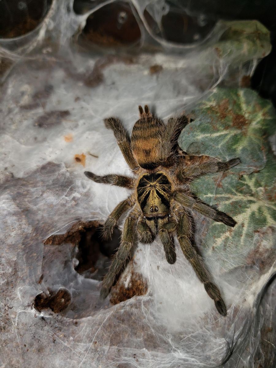 "Я пришел сюда наплести паутины и разобраться с обидчиками. Как видишь, паутину я уже наплел"