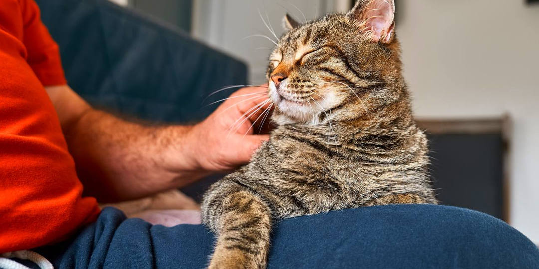 Кот выбрал не вас. Пять признаков что вы проиграли конкуренцию за любовь питомца