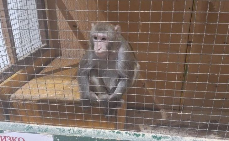 Мини-зоопарк. Фото: ФССП по Алтайскому краю