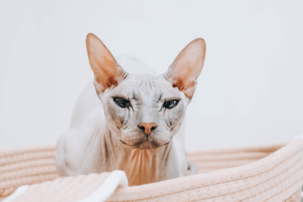 Мочекаменная болезнь, которая приносила Лайки столько боли, ПОБЕЖДЕНА!