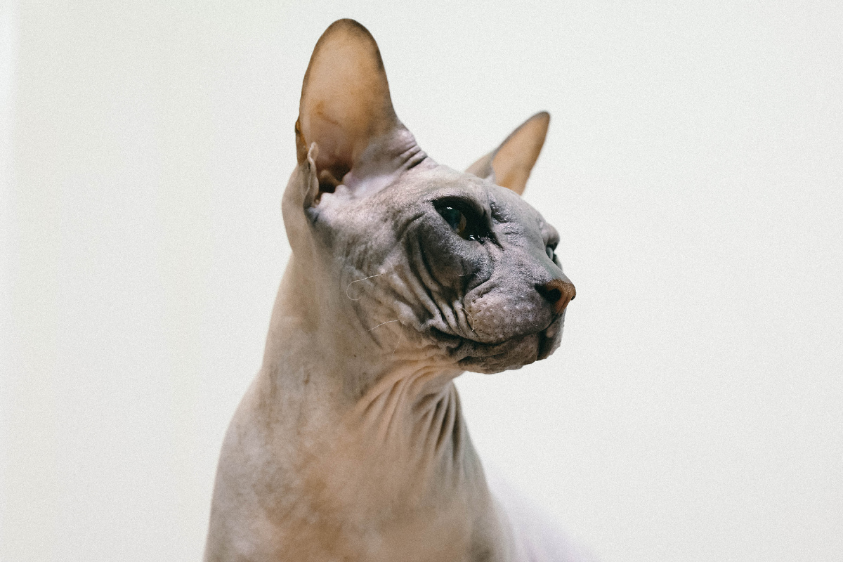 Невероятно ласковый, очень контактный, он обожает общение с человеком!